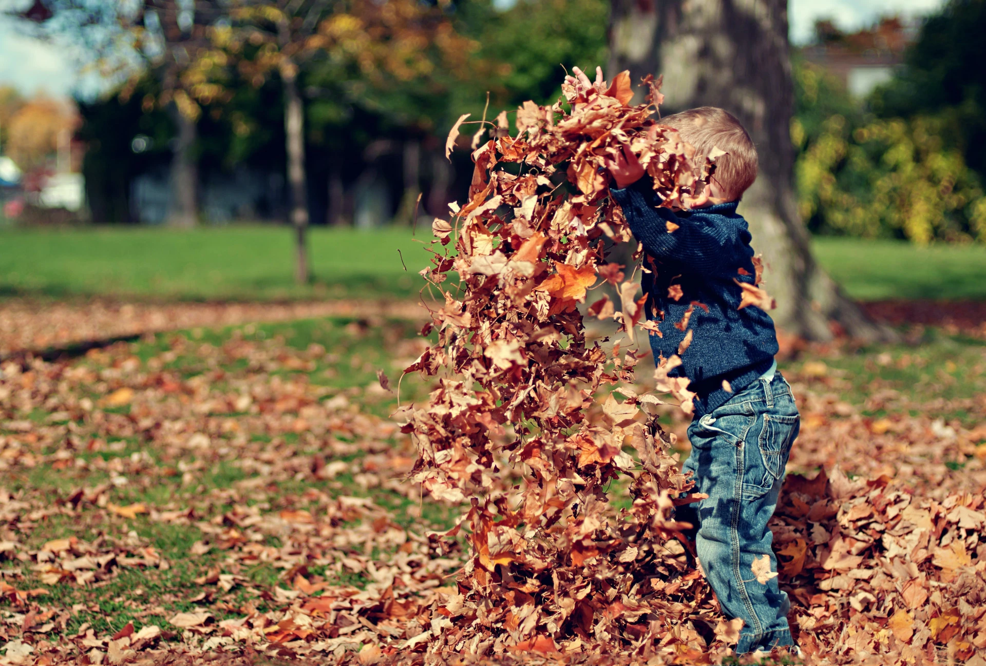 Child tossing autumn leaves in a park